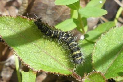 <i>Macrothylacia rubi</i>