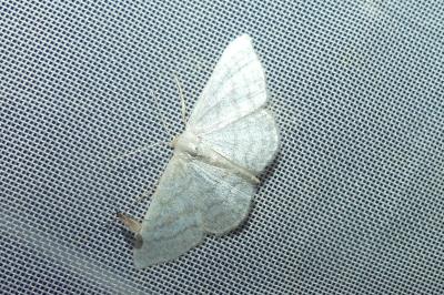<i>Idaea subsericeata</i>