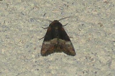 <i>Mesoligia furuncula</i>