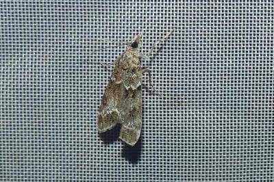 <i>Eudonia mercurella</i>