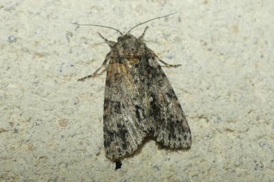 <i>Acronicta rumicis</i>