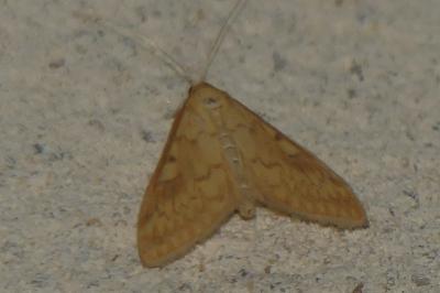 <i>Ostrinia nubilalis</i>
