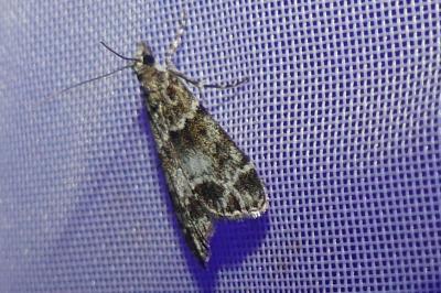 <i>Eudonia mercurella</i>