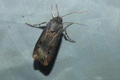 <i>Agrotis ipsilon</i>