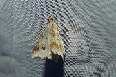 <i>Macaria alternata</i>
