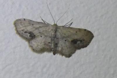 <i>Idaea dimidiata</i>