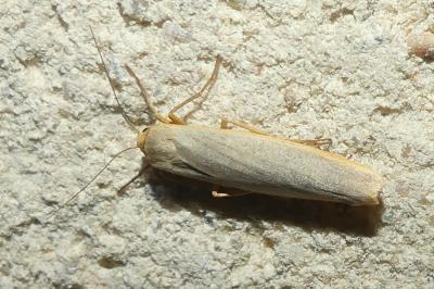 <i>Eilema caniola</i>