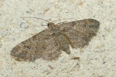 <i>Gymnoscelis rufifasciata</i>