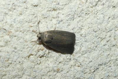 <i>Proxenus hospes</i>