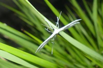 <i>Pterophorus pentadactylus</i>