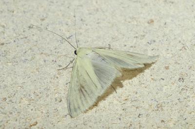 <i>Sitochroa palealis</i>