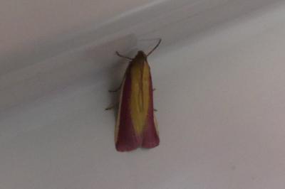 <i>Oncocera semirubella</i>