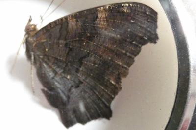 <i>Aglais io</i>