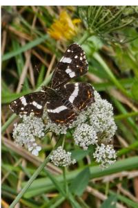<i>Araschnia levana</i>