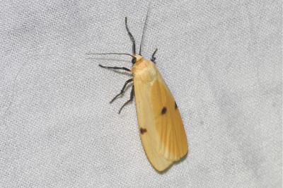 <i>Lithosia quadra</i>