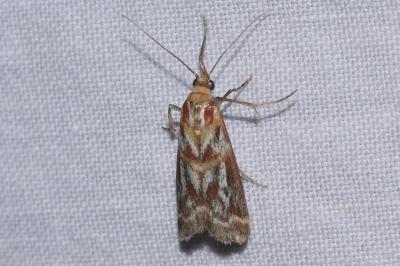 <i>Acrobasis porphyrella</i>