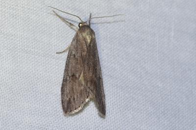 <i>Pachycnemia hippocastanaria</i>