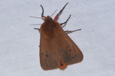 <i>Phragmatobia fuliginosa</i>