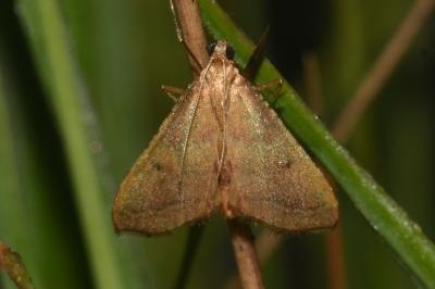 <i>Endotricha flammealis</i>