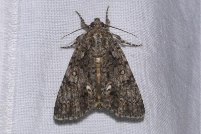 <i>Acronicta rumicis</i>