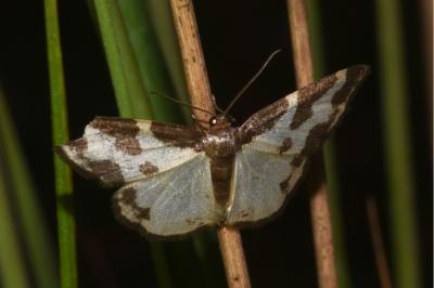 <i>Lomaspilis marginata</i>