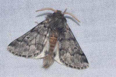 <i>Thaumetopoea pityocampa</i>