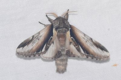 <i>Pheosia gnoma</i>