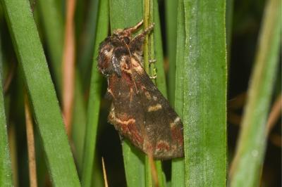 <i>Notodonta dromedarius</i>