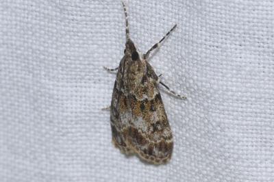<i>Eudonia mercurella</i>