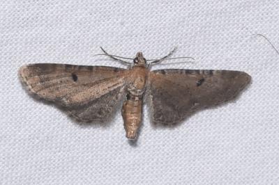 <i>Eupithecia absinthiata</i>