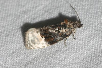 <i>Apotomis betuletana</i>