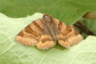 <i>Euclidia glyphica</i>