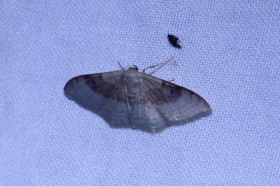 <i>Idaea degeneraria</i>