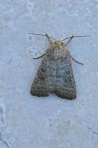 <i>Hoplodrina ambigua</i>