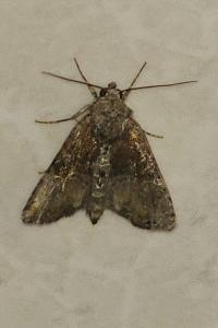 <i>Mesoligia furuncula</i>