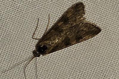 <i>Nomophila noctuella</i>