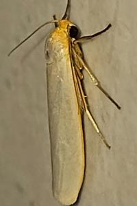 <i>Eilema caniola</i>