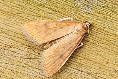 <i>Udea ferrugalis</i>