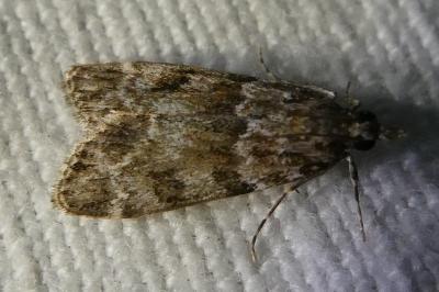 <i>Eudonia mercurella</i>