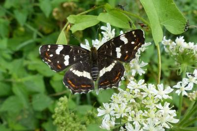 <i>Araschnia levana</i>