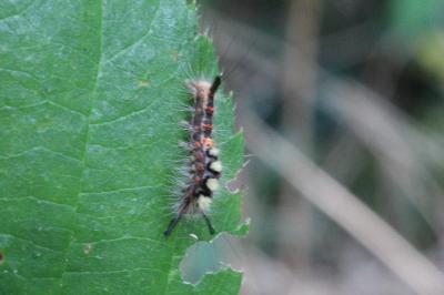 <i>Orgyia antiqua</i>
