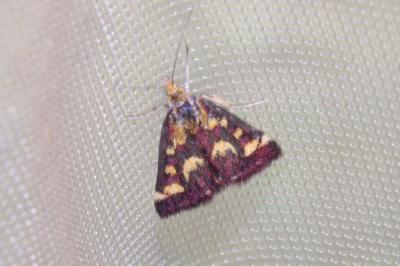 <i>Pyrausta purpuralis</i>