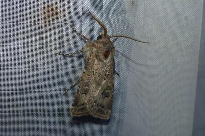 <i>Agrotis bigramma</i>