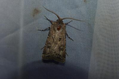 <i>Agrotis bigramma</i>