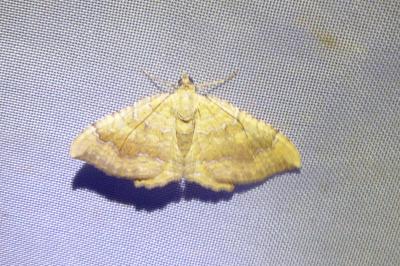 <i>Camptogramma bilineata</i>