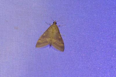<i>Ostrinia nubilalis</i>