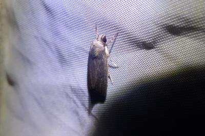 <i>Proxenus hospes</i>