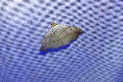 <i>Laspeyria flexula</i>