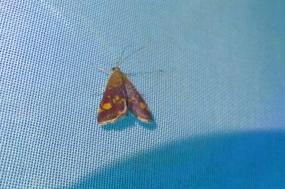 <i>Pyrausta aurata</i>