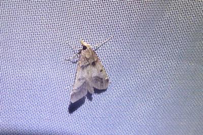 <i>Stemmatophora brunnealis</i>